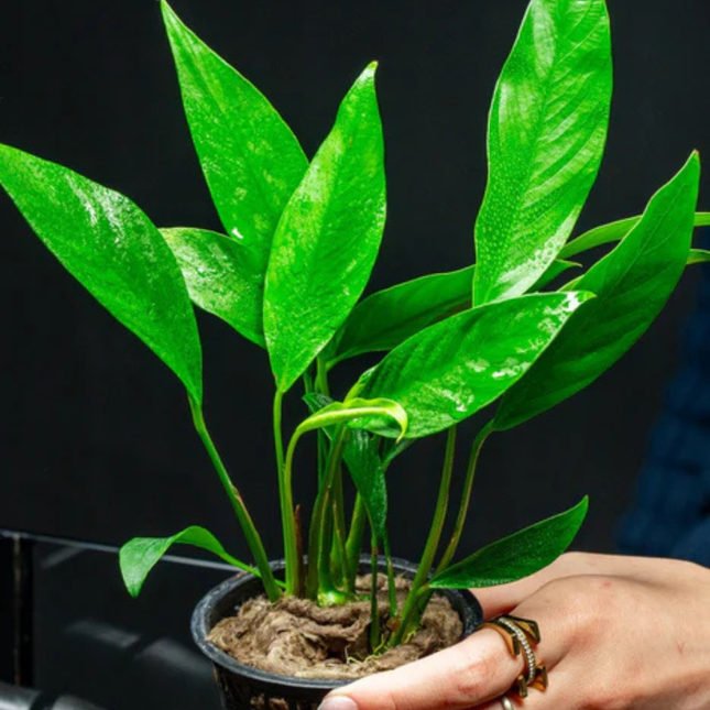 Anubias congensis (Pot)