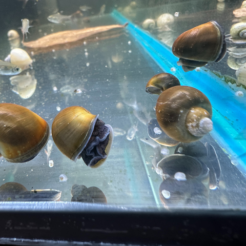 Snail Assorted Mystery (Pomacea spp.)