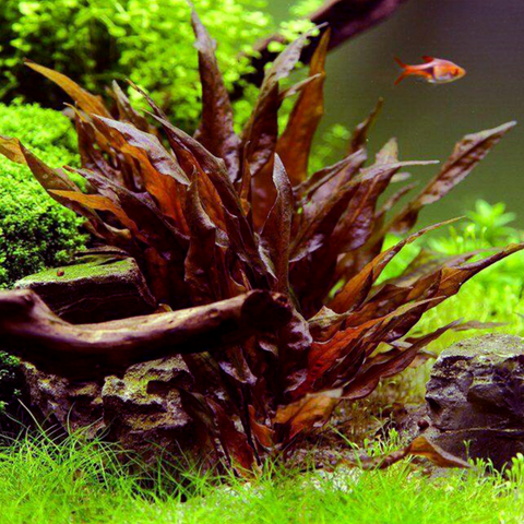 Cryptocoryne Undulata Red (Pot)