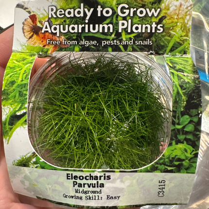 Tissue Culture Eleocharis parvula