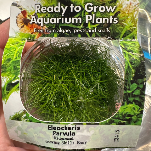 Tissue Culture Eleocharis parvula