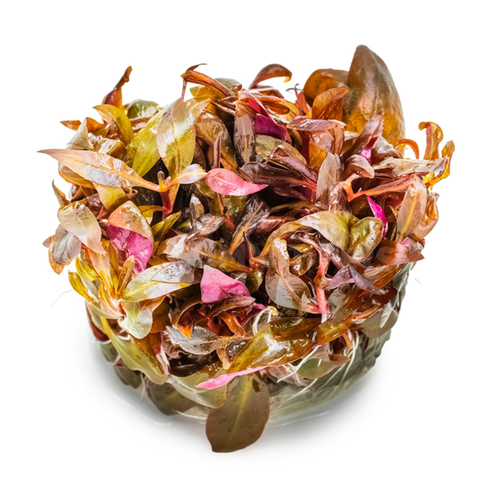 Tissue Culture | Alternanthera reineckii 'Mini'