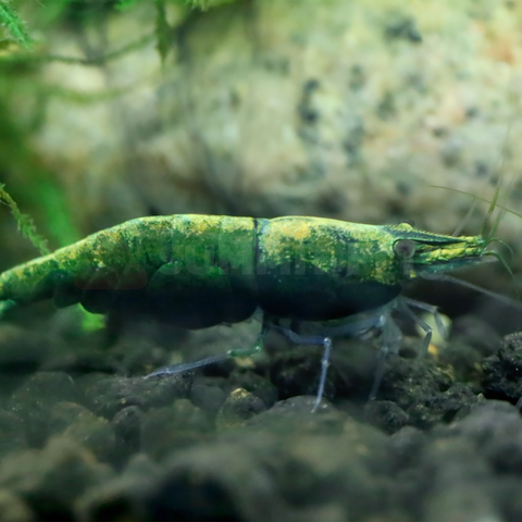 Shrimp Local Bred (Neocaridina sp.)