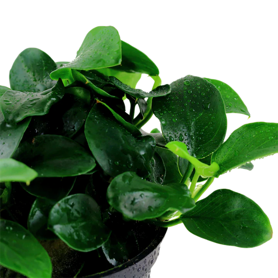 Tissue Culture Anubias barteri nana 'Petite'