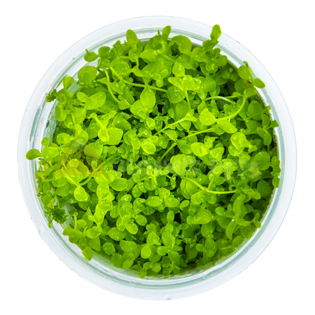 Tissue Culture | Micranthemum 'Monte Carlo'