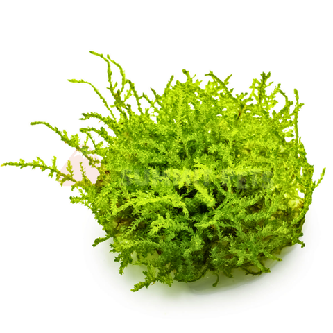 Tissue Culture | Vesicularia dubyana 'Christmas Moss'
