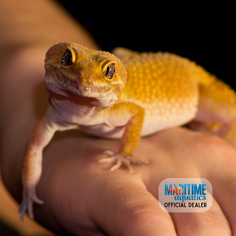 Gecko Leopard (Eublepharis macularis)