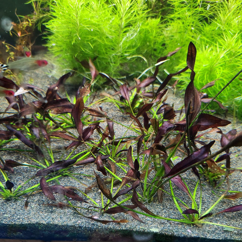 Echinodorus Aflame 'Purple Knight'