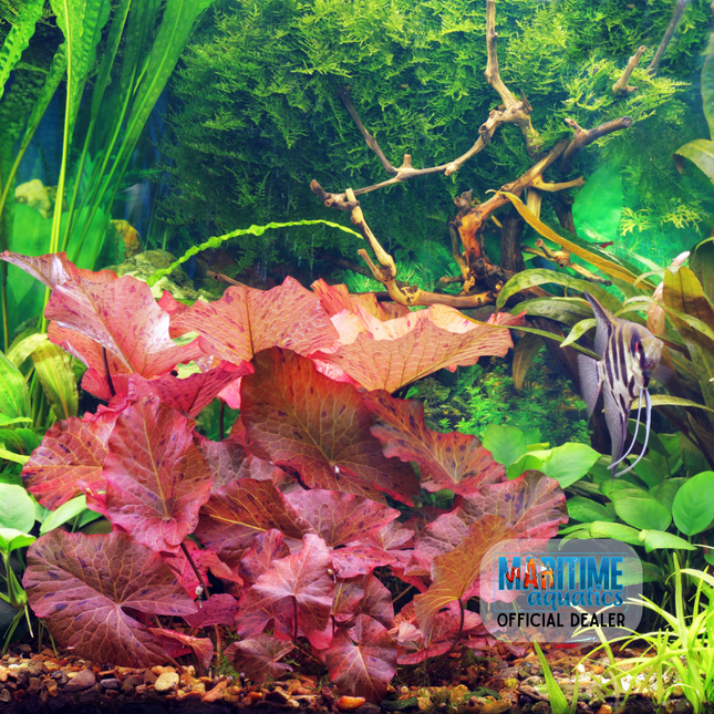 Assorted Plants