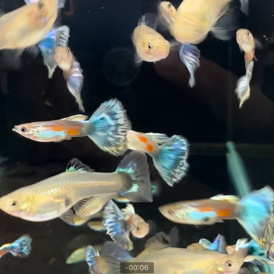 Guppy Cobalt Blue Delta