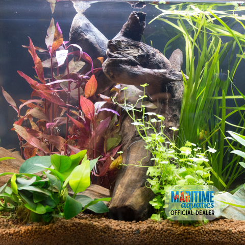 Assorted Plants