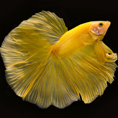 Betta Rosetail (Betta splendens)
