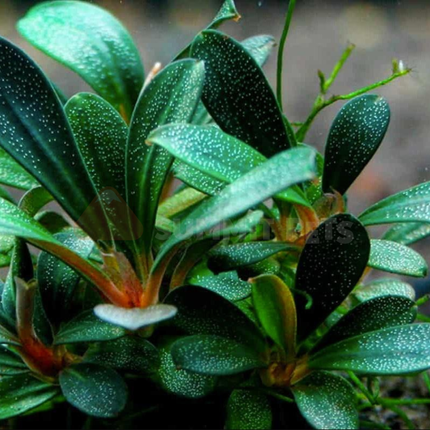 Bucephalandra brownie blue (Pot)