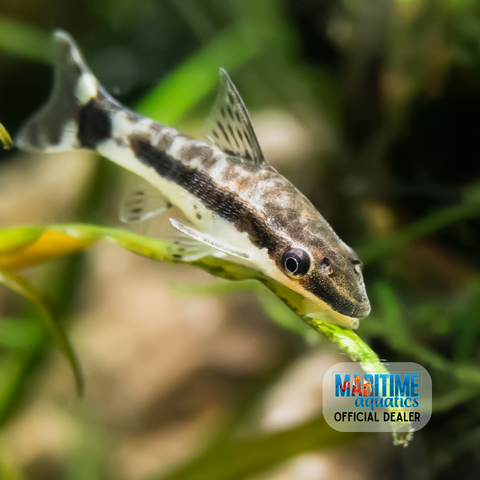 Otocinclus (Otocinclus affinis)
