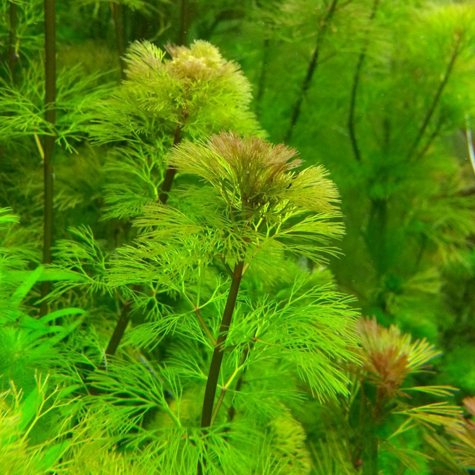 Cabomba aquatica (Ring Bunch)