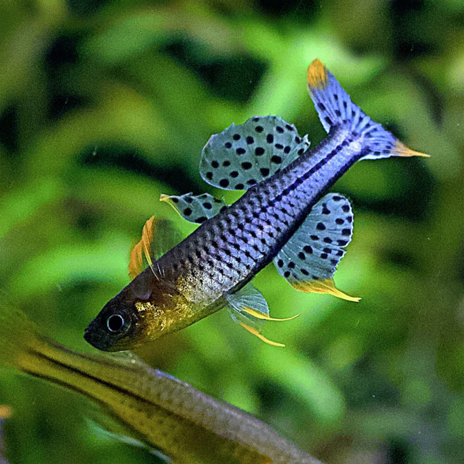Rainbowfish Gertrude's Blue Eye (Pseudomugil gertudae)