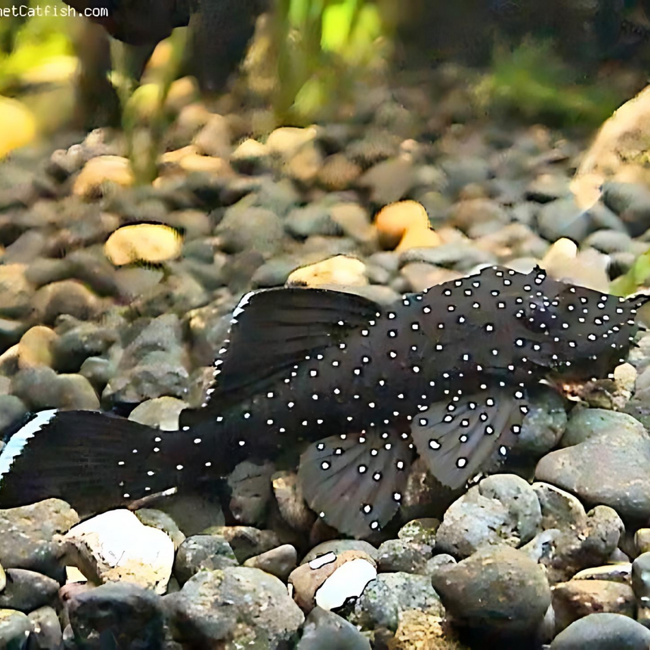 Pleco Starlight Bristlenose L183 (Ancistrus dolichopterus)