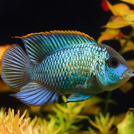 Cichlid Acara Electric Blue (Aequidens pulcher)