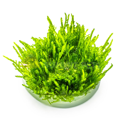Tissue Culture | Vesicularia ferriei 'Weeping Moss'