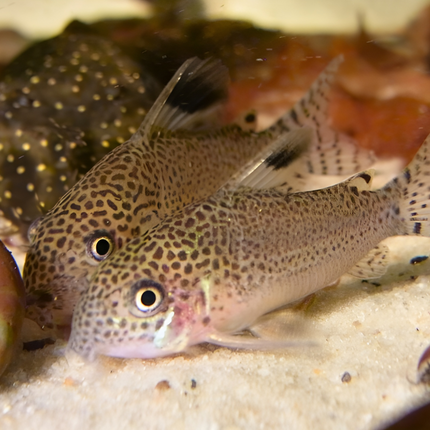 Corydoras Spotfin (Corydoras punctatus)