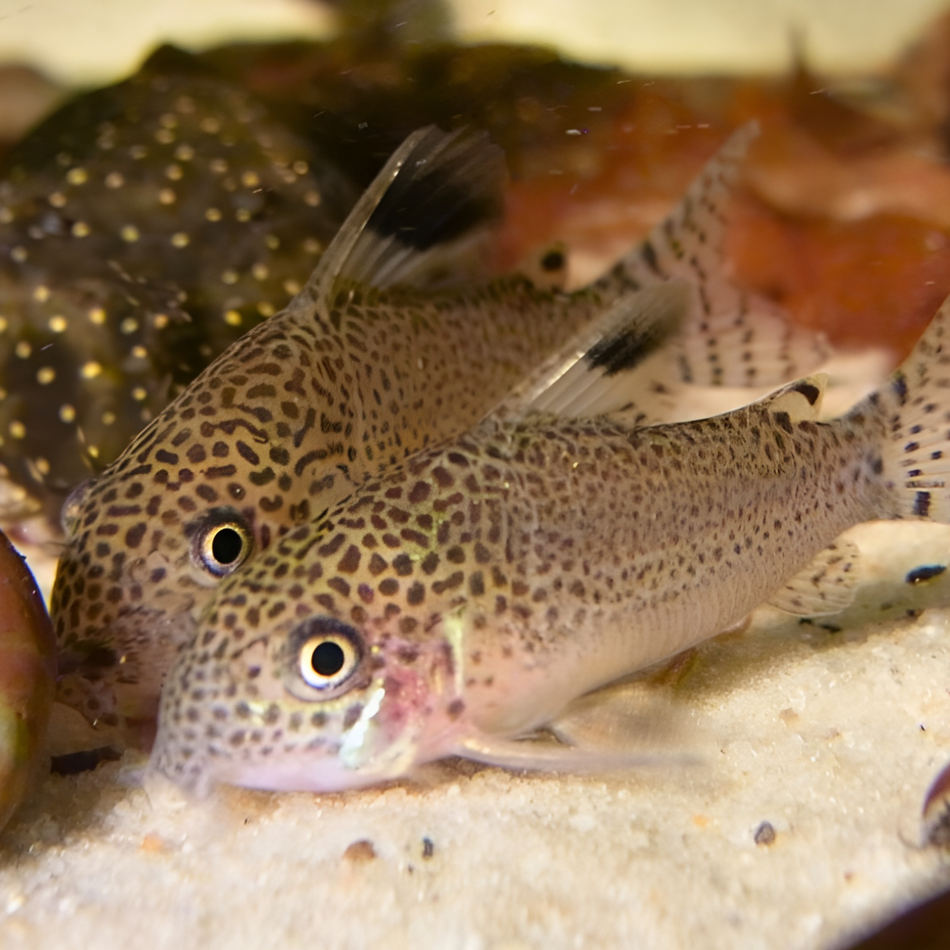 Corydoras Spotfin (Corydoras punctatus)