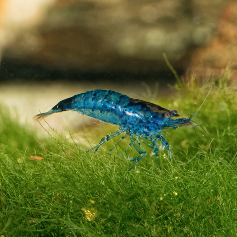 Shrimp Local Bred (Neocaridina sp.)