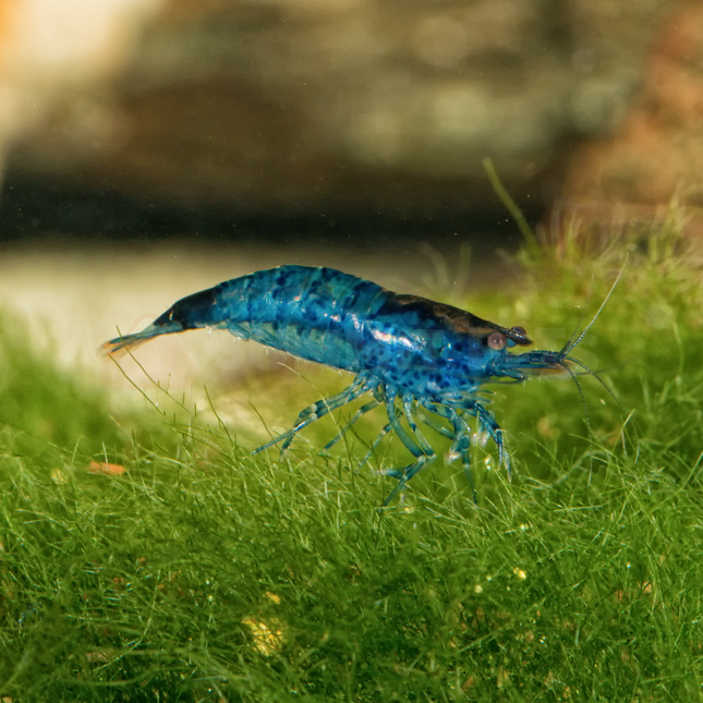 Shrimp Local Bred (Neocaridina sp.)