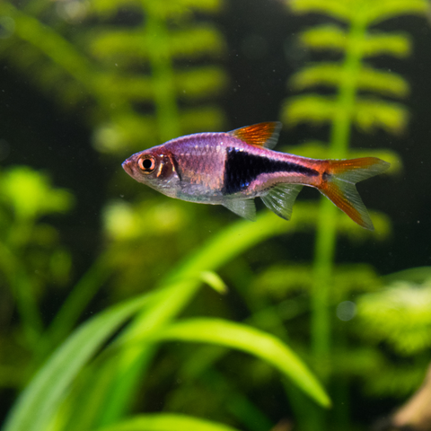 Rasbora Lambchop (Rasbora espei)