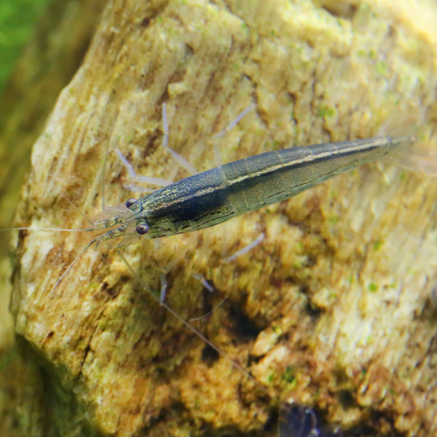 Shrimp Amano (Caridina multidentata)