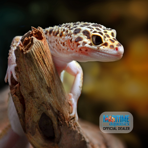 Gecko Leopard (Eublepharis macularis)