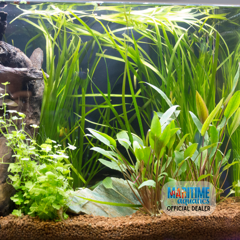 Assorted Plants