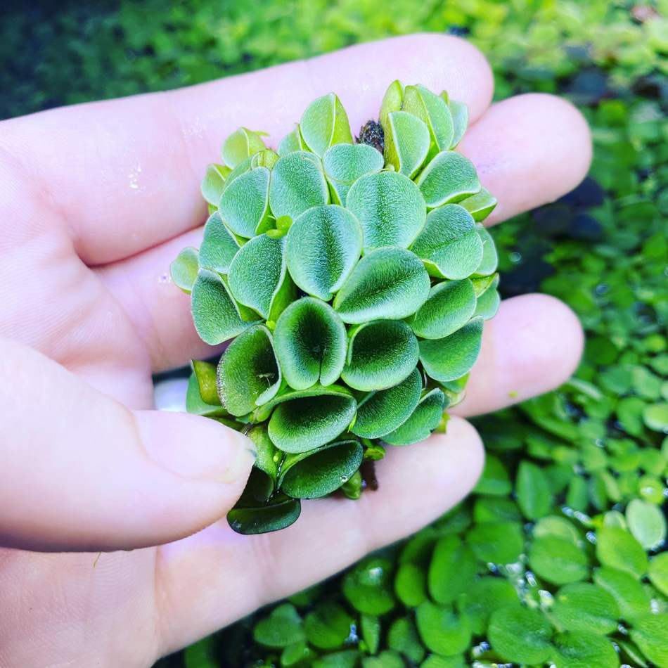 Floating Asias Watermoss (Salvinia cucullata)