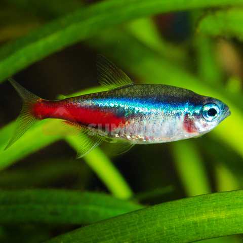 Tetra Neon (Parcheirodn innesi)