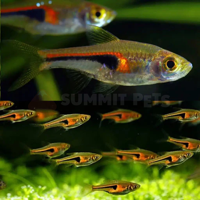Rasbora Glowlight (Rasbora hengeli)