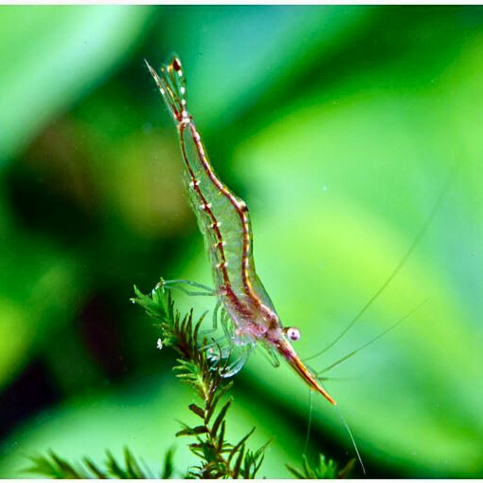 Shrimp Pinocchio (Caridina gracilirostris)