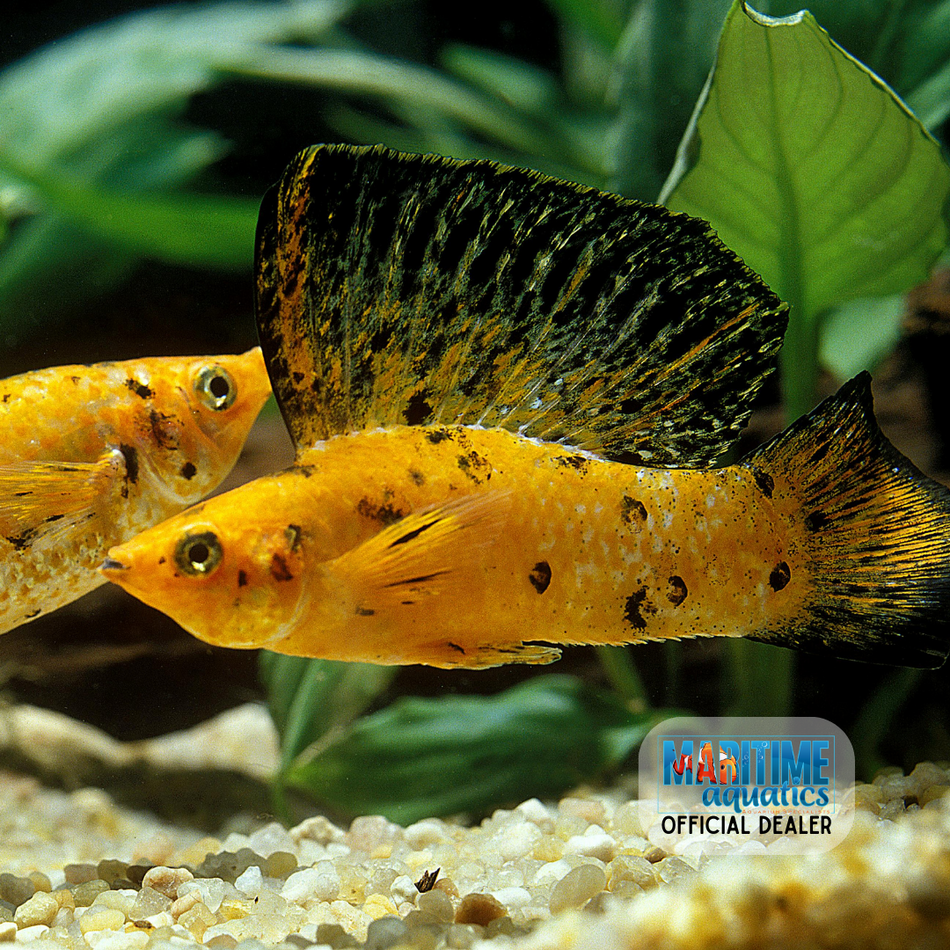 Molly Assorted Sailfin (Poecilia latipinna)