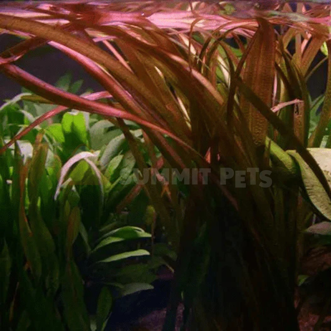 Vallisneria spiralis 'Red' (Pot)