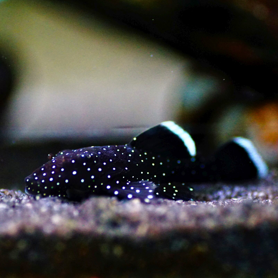 Pleco Starlight Bristlenose L183 (Ancistrus dolichopterus)