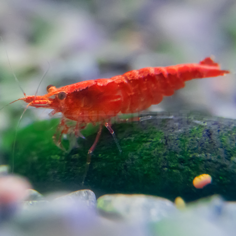 Shrimp Local Bred (Neocaridina sp.)