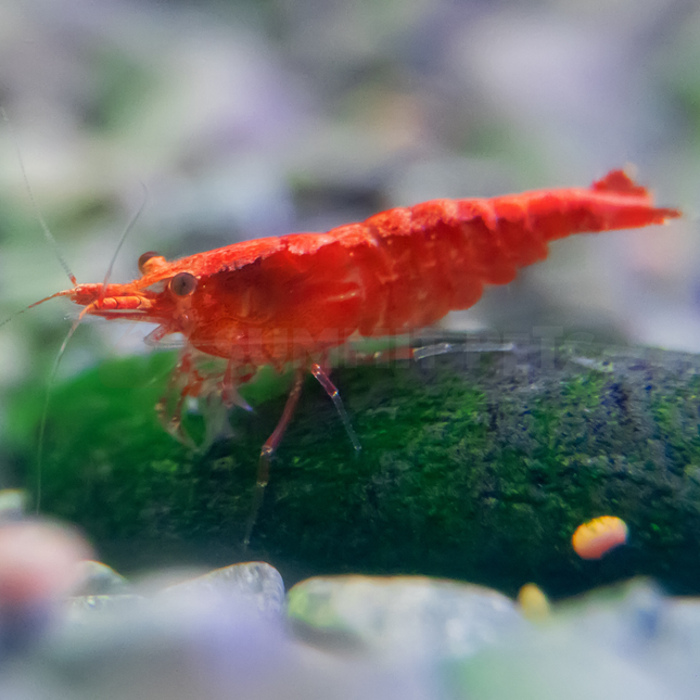 Shrimp Local Bred (Neocaridina sp.)