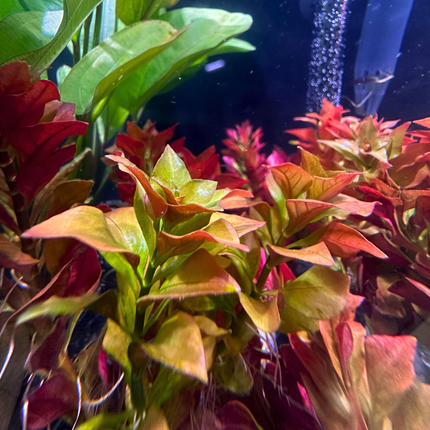 Ludwigia Repens