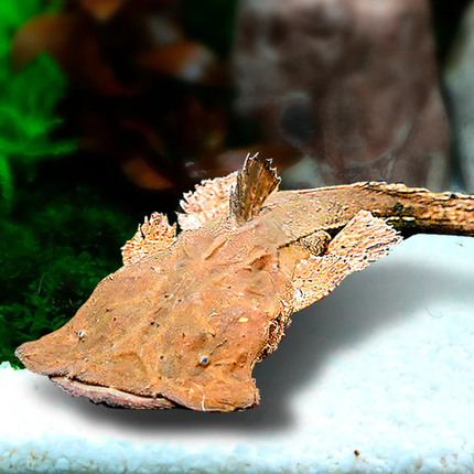 Catfish Frogmouth (Chaca bankanesis)