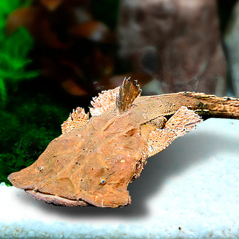 Catfish Frogmouth (Chaca bankanesis)
