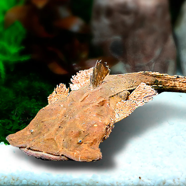Catfish Frogmouth (Chaca bankanesis)