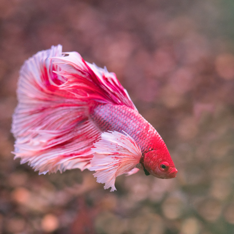Betta Rosetail (Betta splendens)