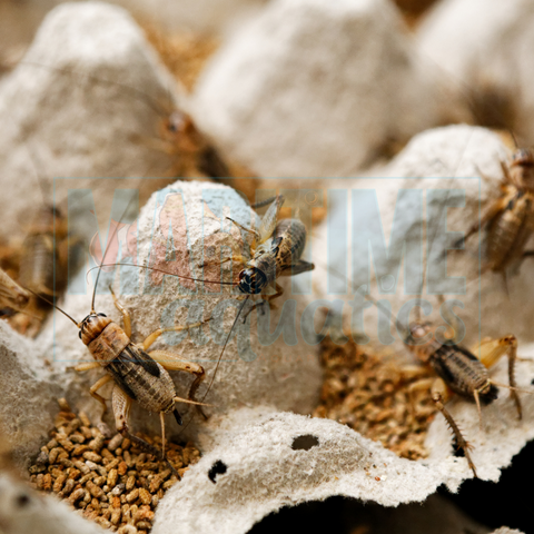 Bugs
