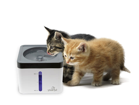 Cat Bowls & Accessories