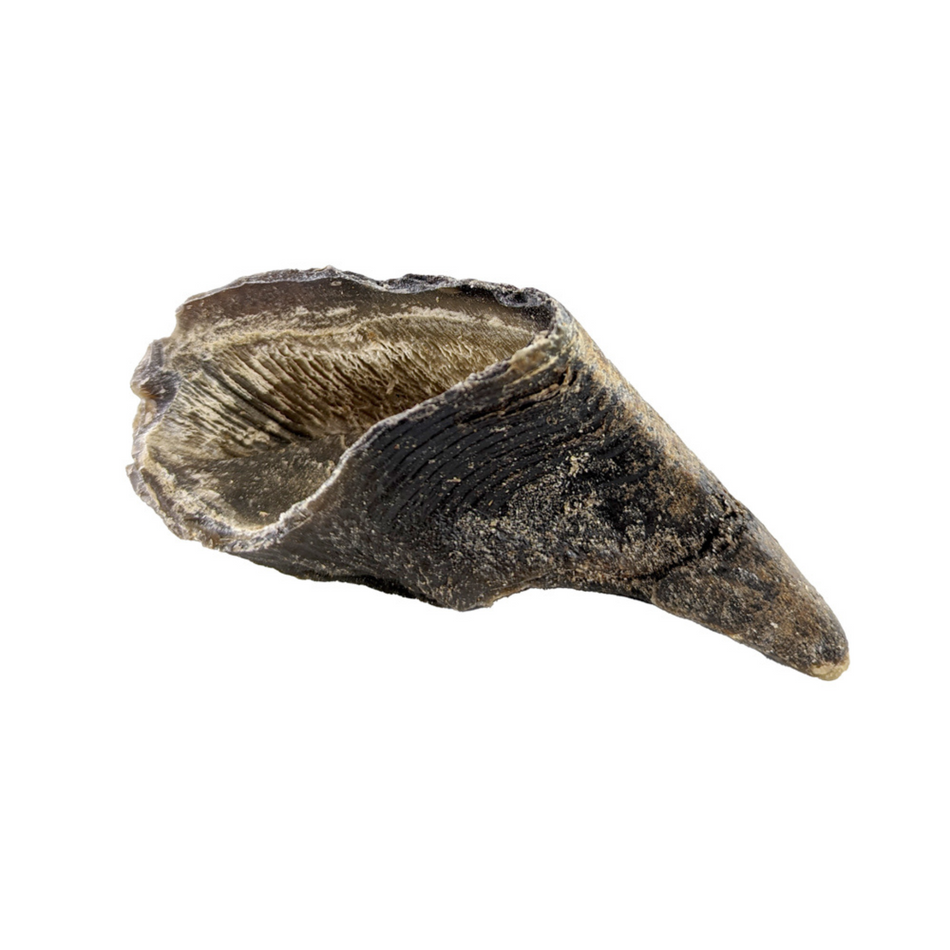 Dog Bites Beef Hooves Dog Treats
