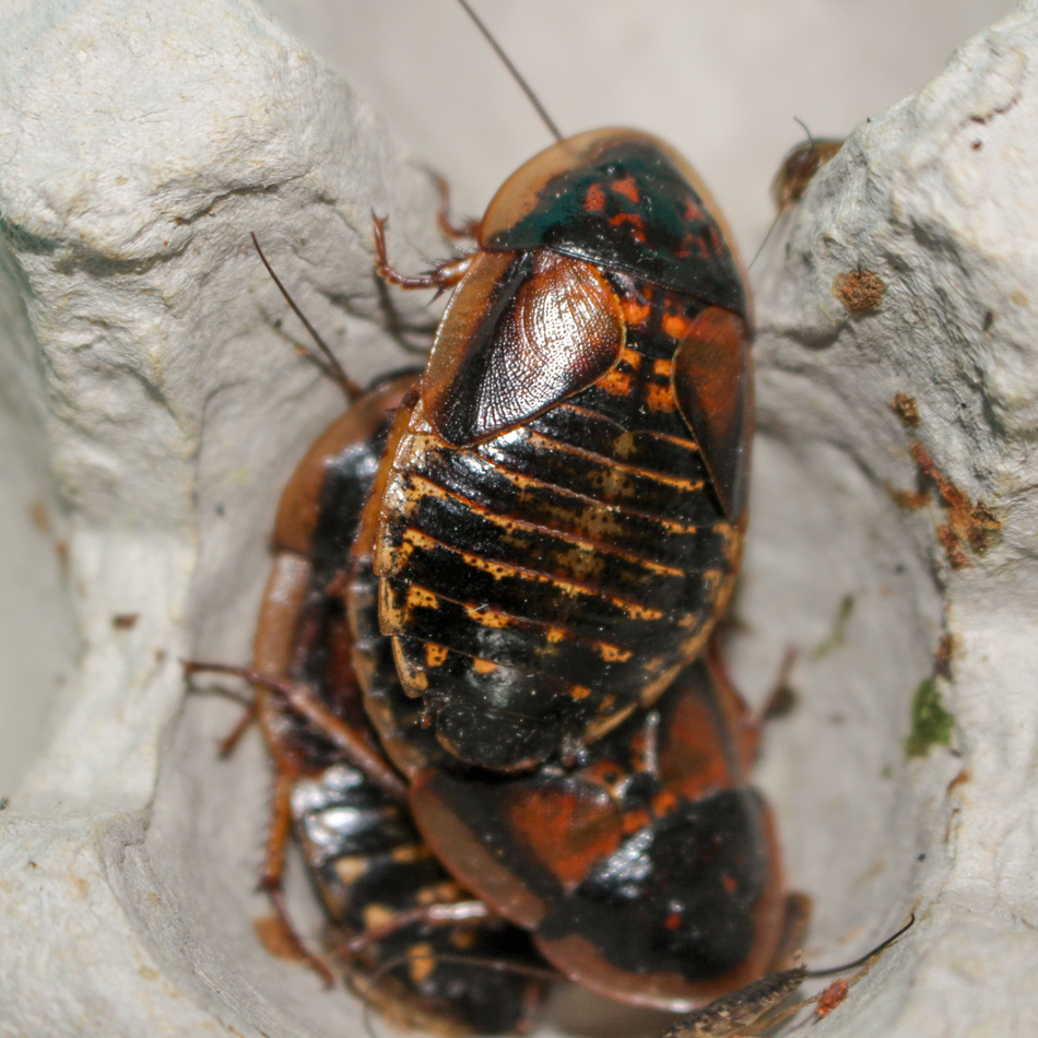 Discoid Roaches (Blaberus discoidalis)
