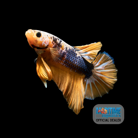 Betta HMPK Koi (Betta imbellis)